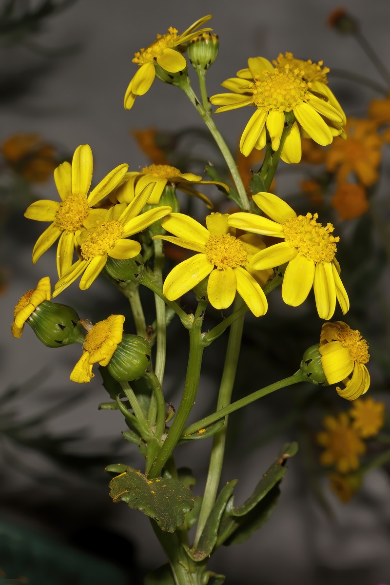 Senecio maritimus