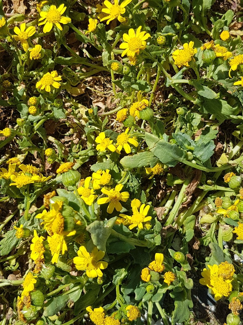 Senecio maritimus photo 2