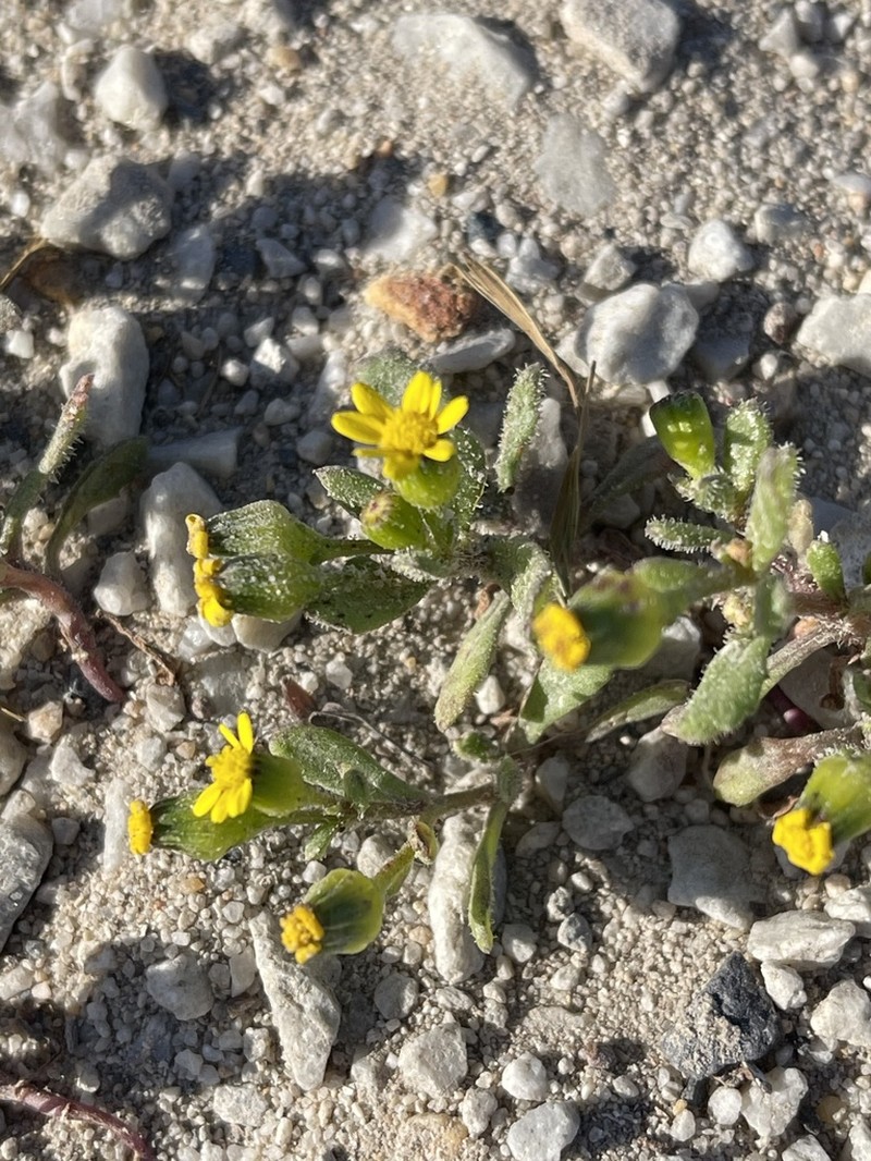 Senecio maritimus photo 3