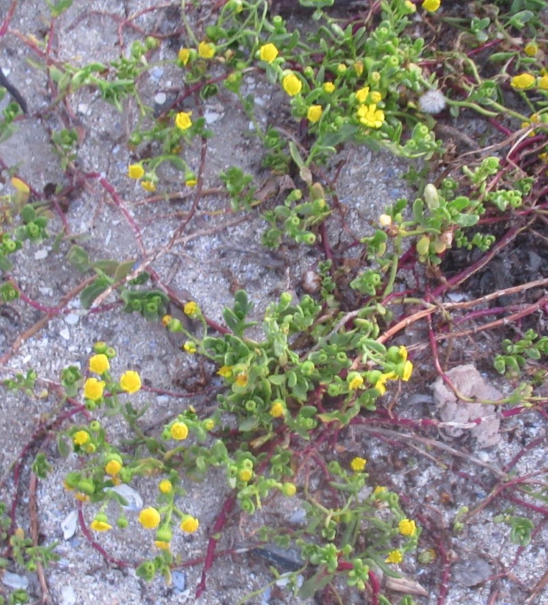 Senecio maritimus photo 4