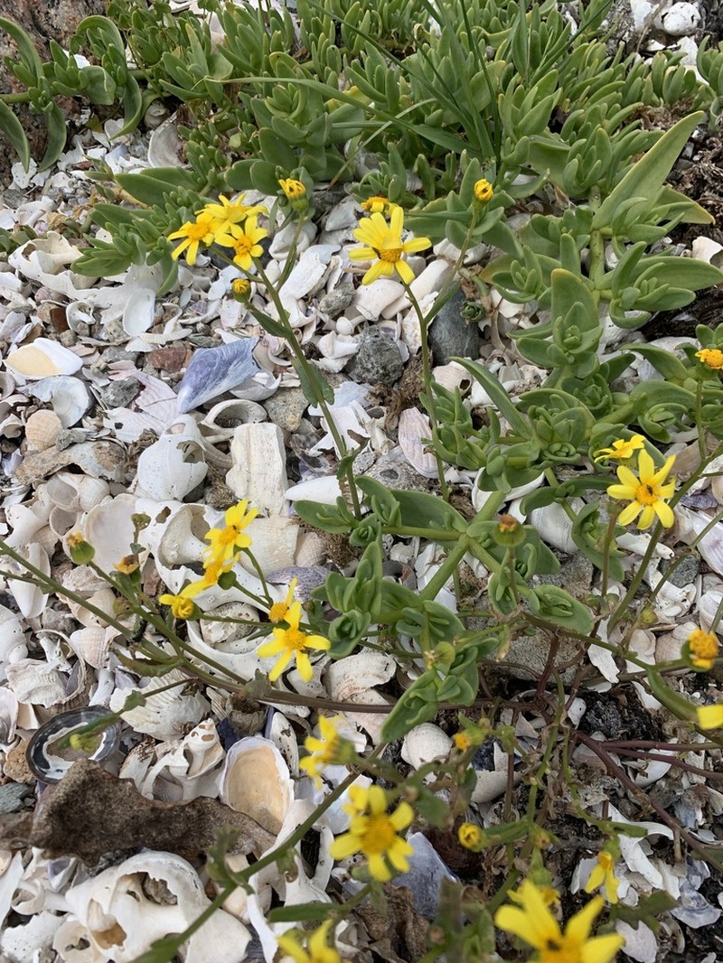Senecio maritimus photo 5
