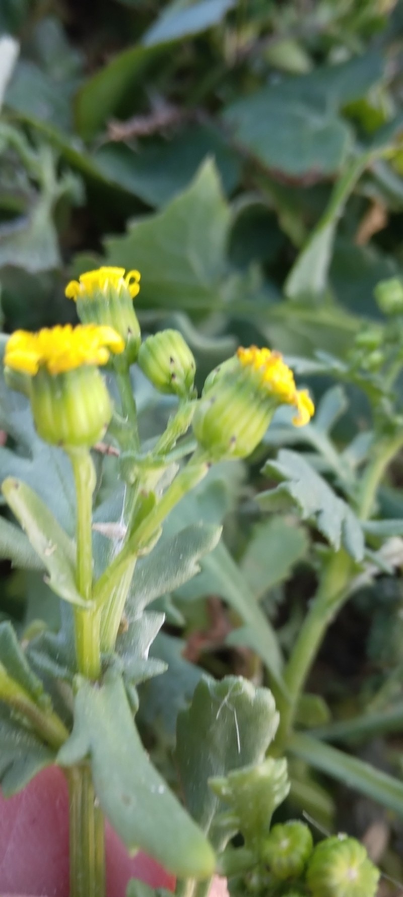 Senecio maritimus photo 6