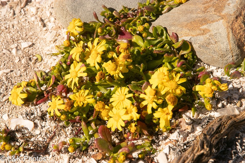 Senecio maritimus photo 7