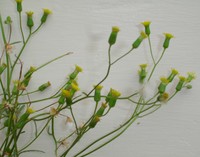 Senecio marotiri