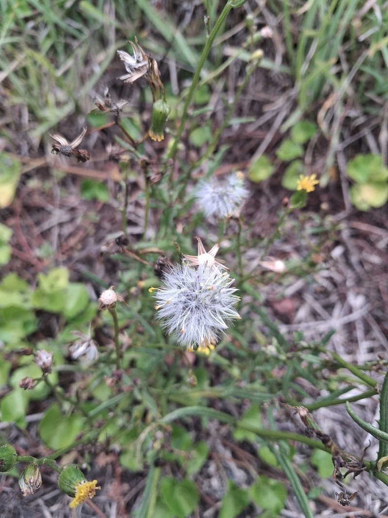 Senecio marotiri photo 2