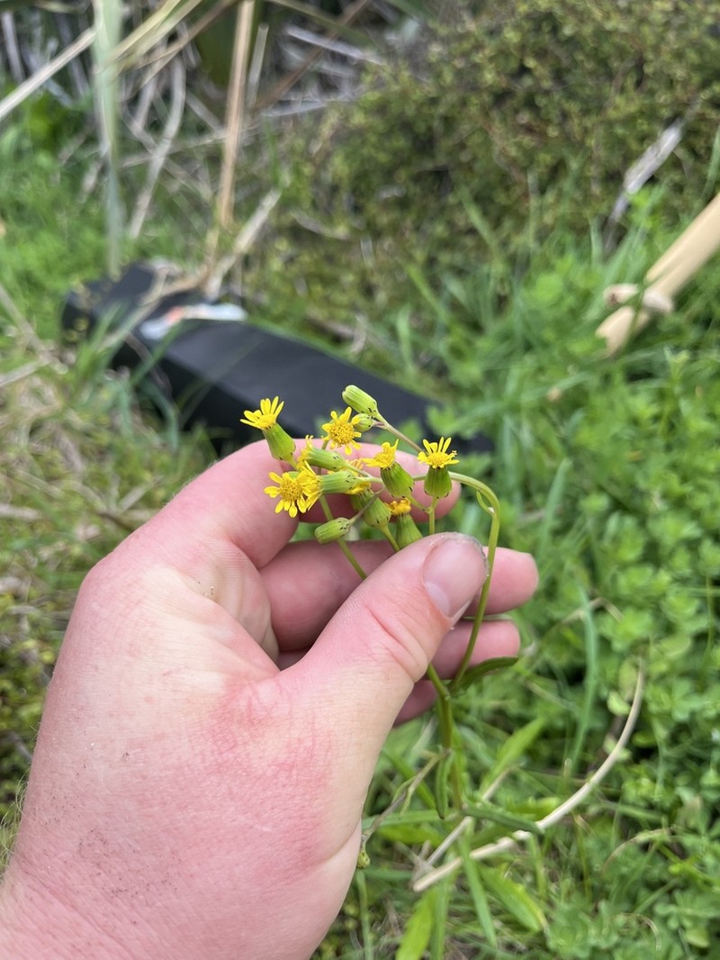 Senecio marotiri photo 3