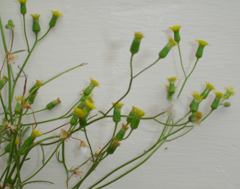 Senecio marotiri photo 6