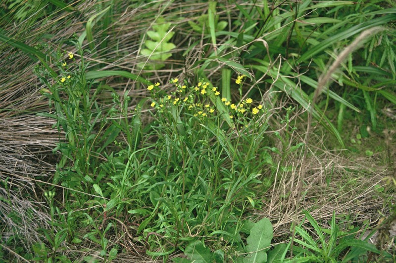 Senecio marotiri photo 7