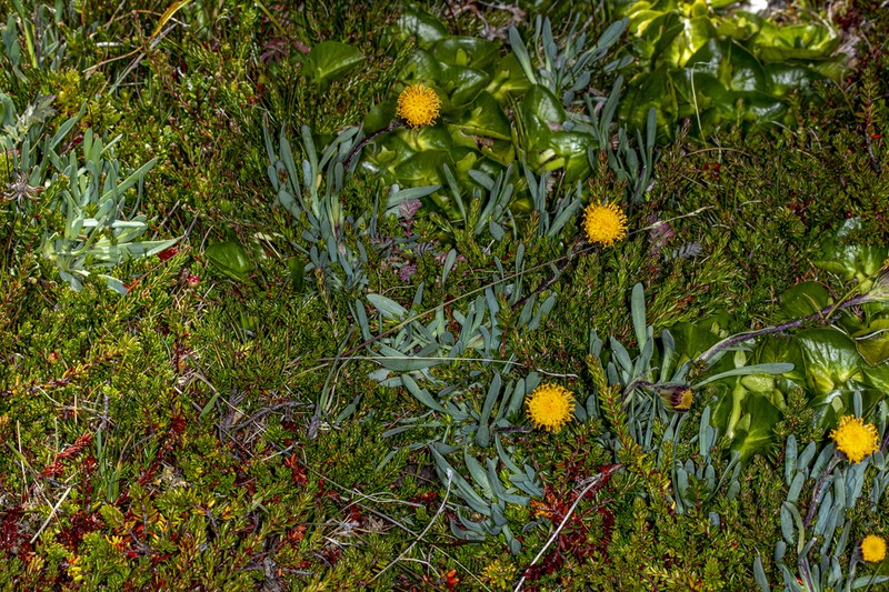 Senecio martinensis