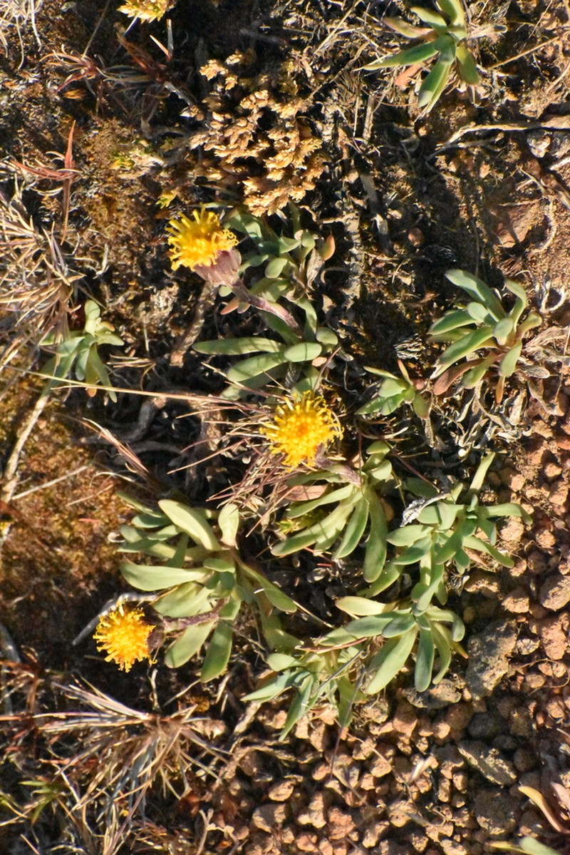 Senecio martinensis photo 2