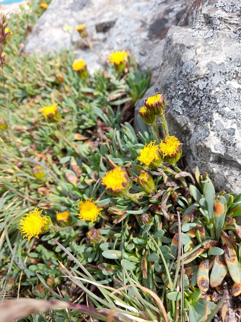 Senecio martinensis photo 3