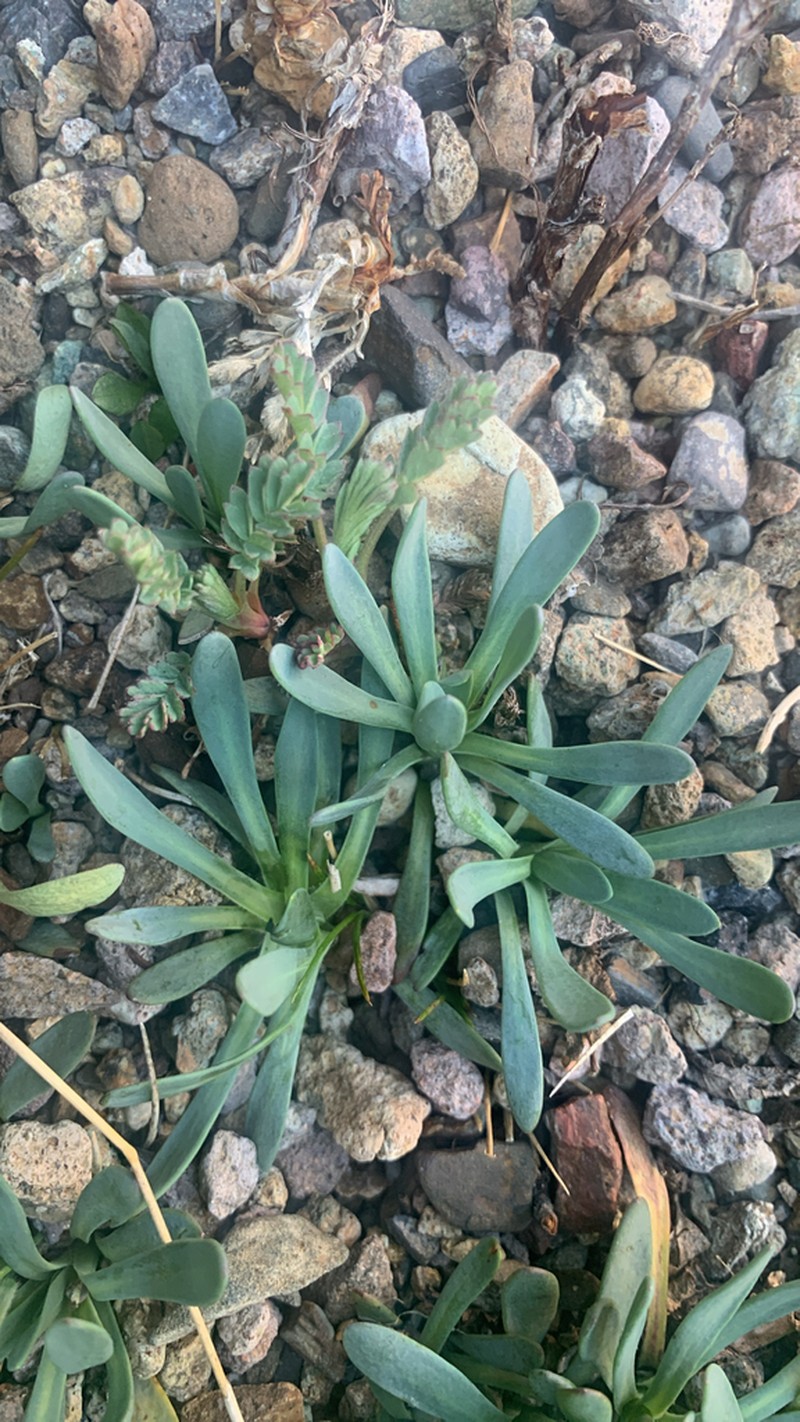 Senecio martinensis photo 4