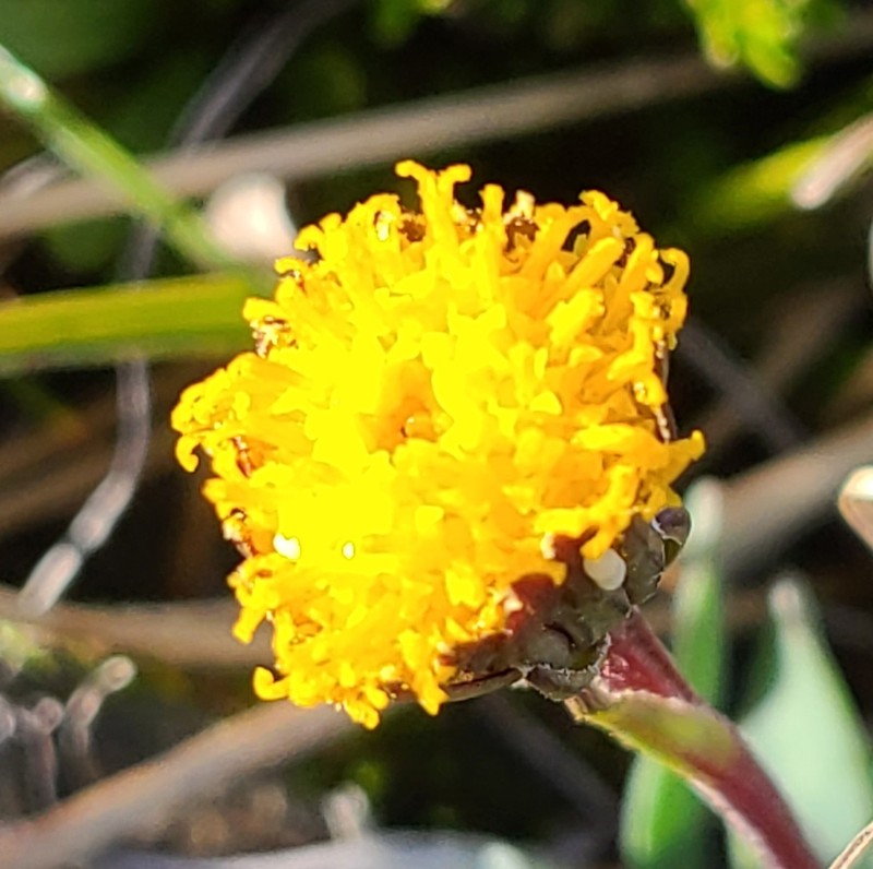 Senecio martinensis photo 5