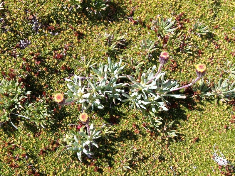 Senecio martinensis photo 6