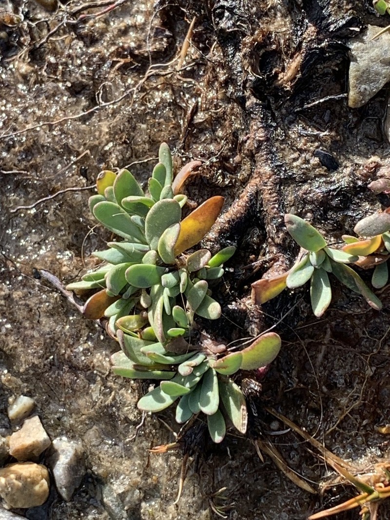 Senecio martinensis photo 7