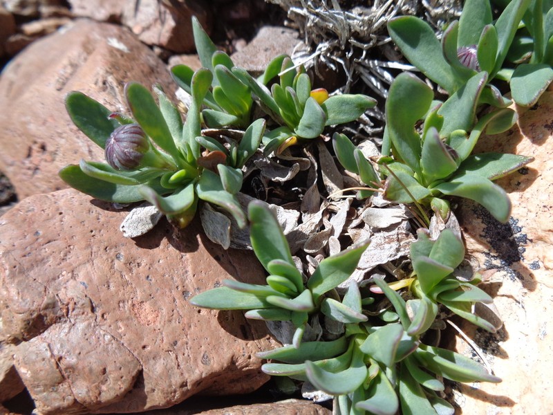 Senecio martinensis photo 8