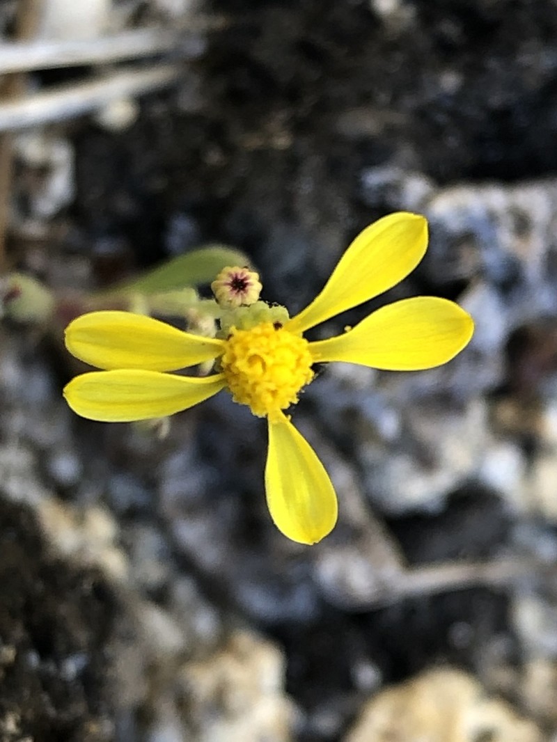 Senecio martirensis