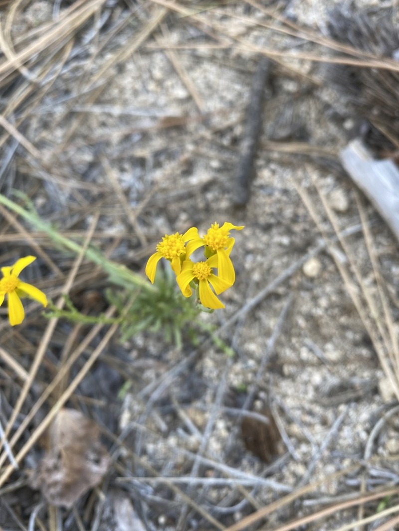 Senecio martirensis photo 2