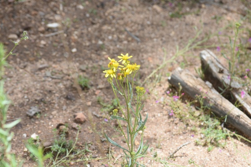 Senecio martirensis photo 3