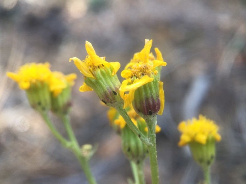 Senecio martirensis photo 4
