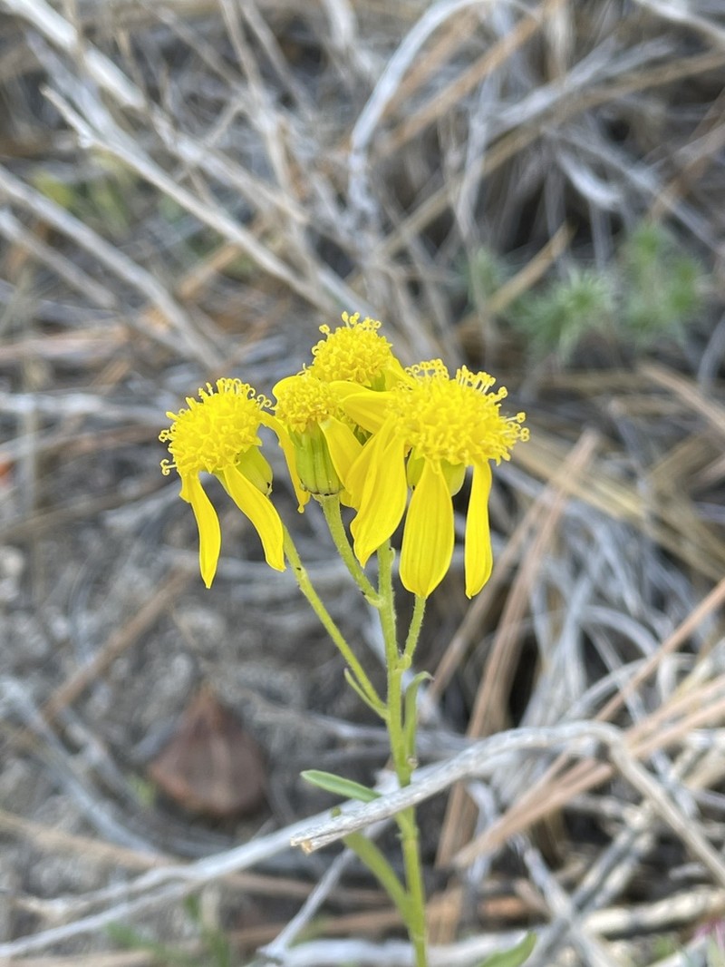 Senecio martirensis photo 5