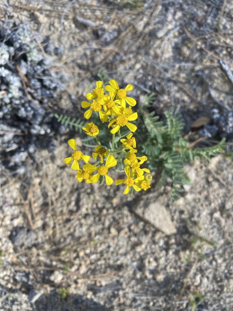 Senecio martirensis photo 7