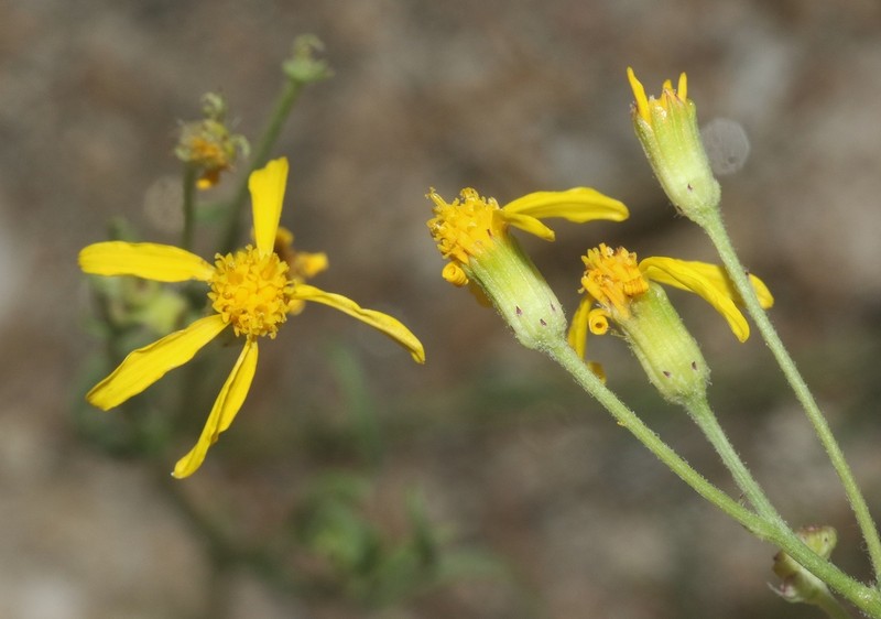 Senecio martirensis photo 8