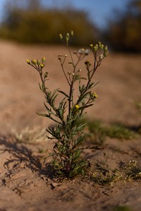 Senecio massaicus