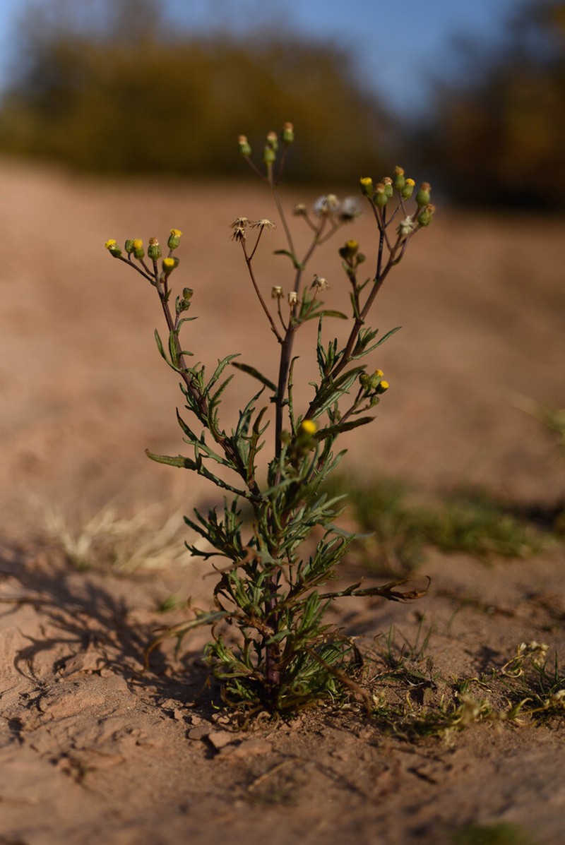Senecio massaicus