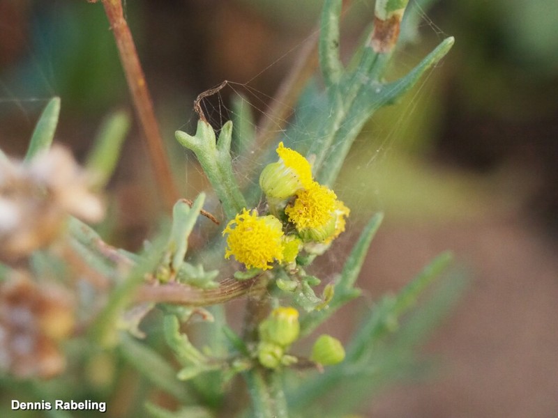 Senecio massaicus photo 2