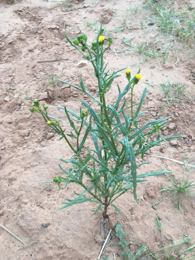 Senecio massaicus photo 3