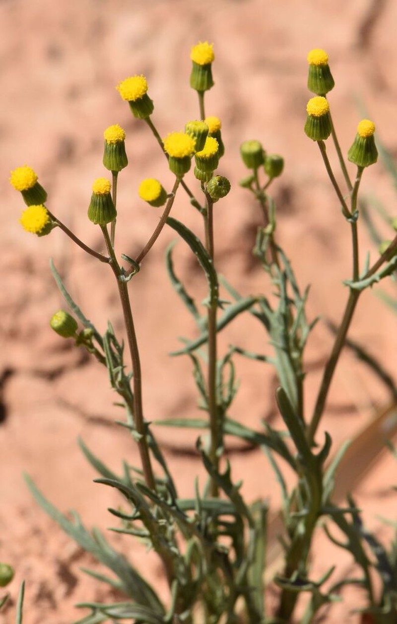 Senecio massaicus photo 4