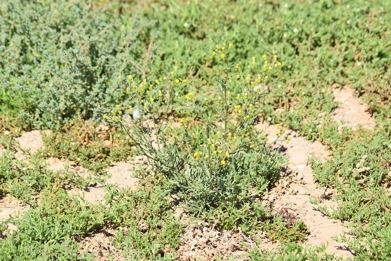 Senecio massaicus photo 5