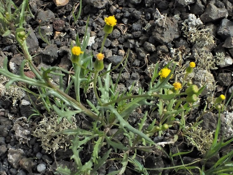 Senecio massaicus photo 6