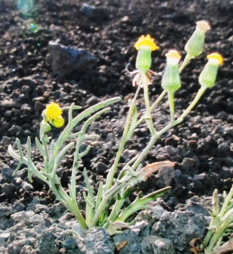 Senecio massaicus photo 7