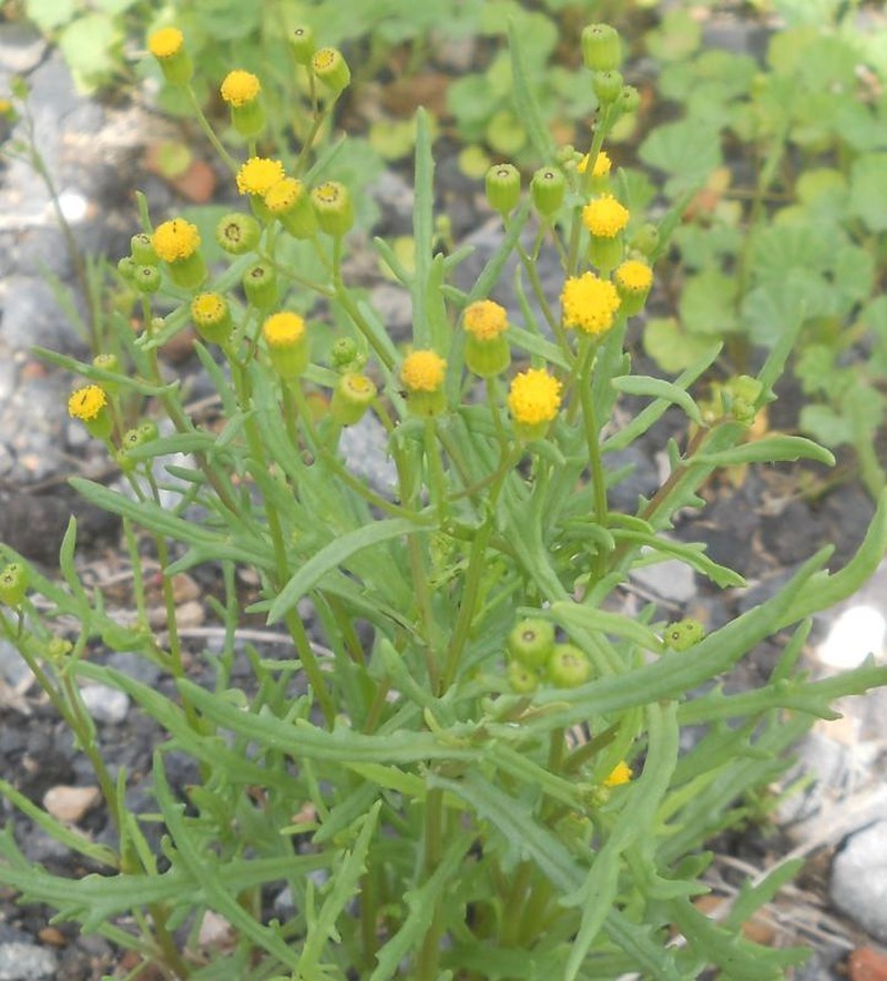 Senecio massaicus photo 8