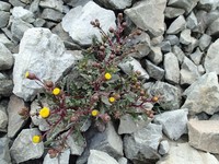 Senecio matatini