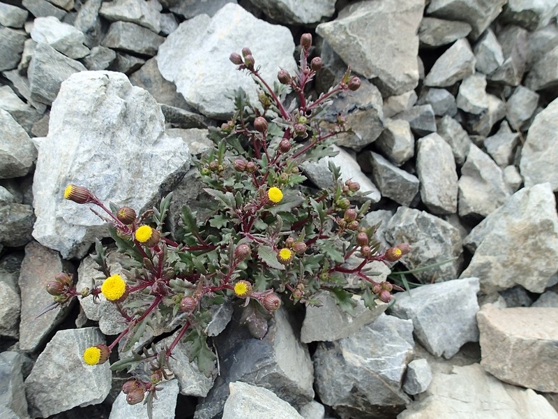 Senecio matatini