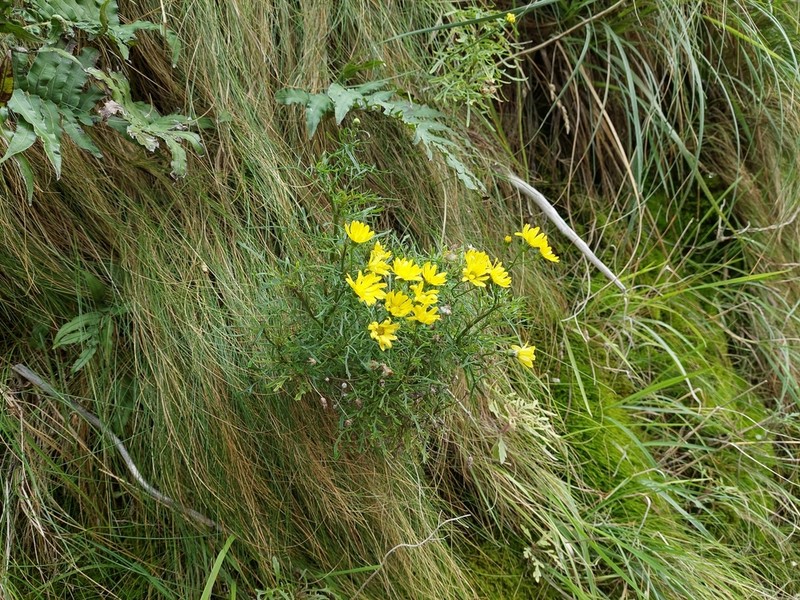 Senecio matatini photo 2