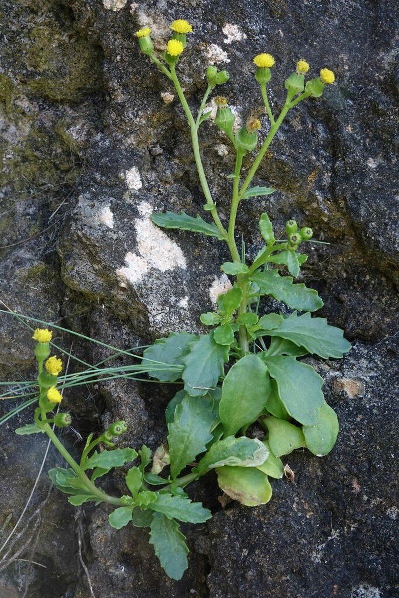 Senecio matatini photo 3