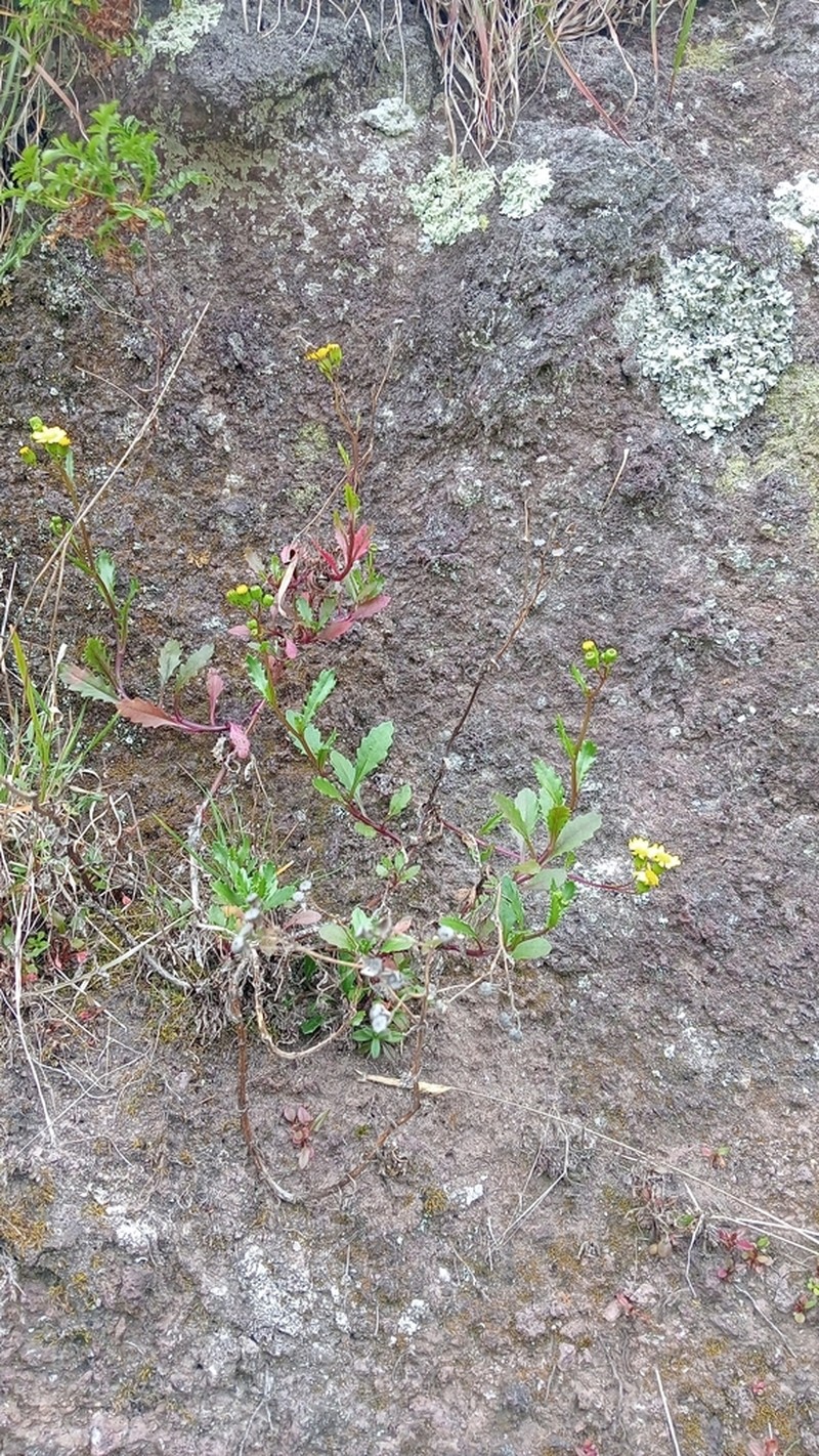 Senecio matatini photo 4
