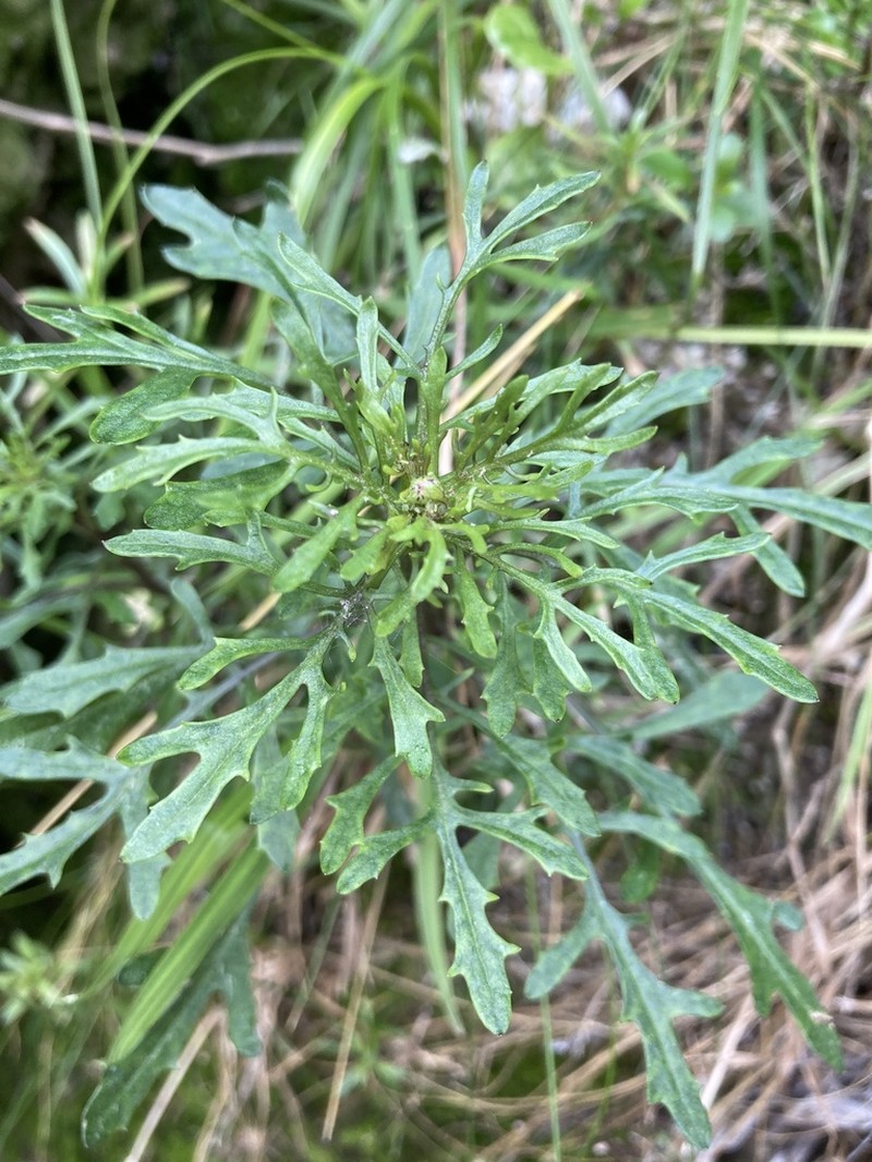 Senecio matatini photo 5