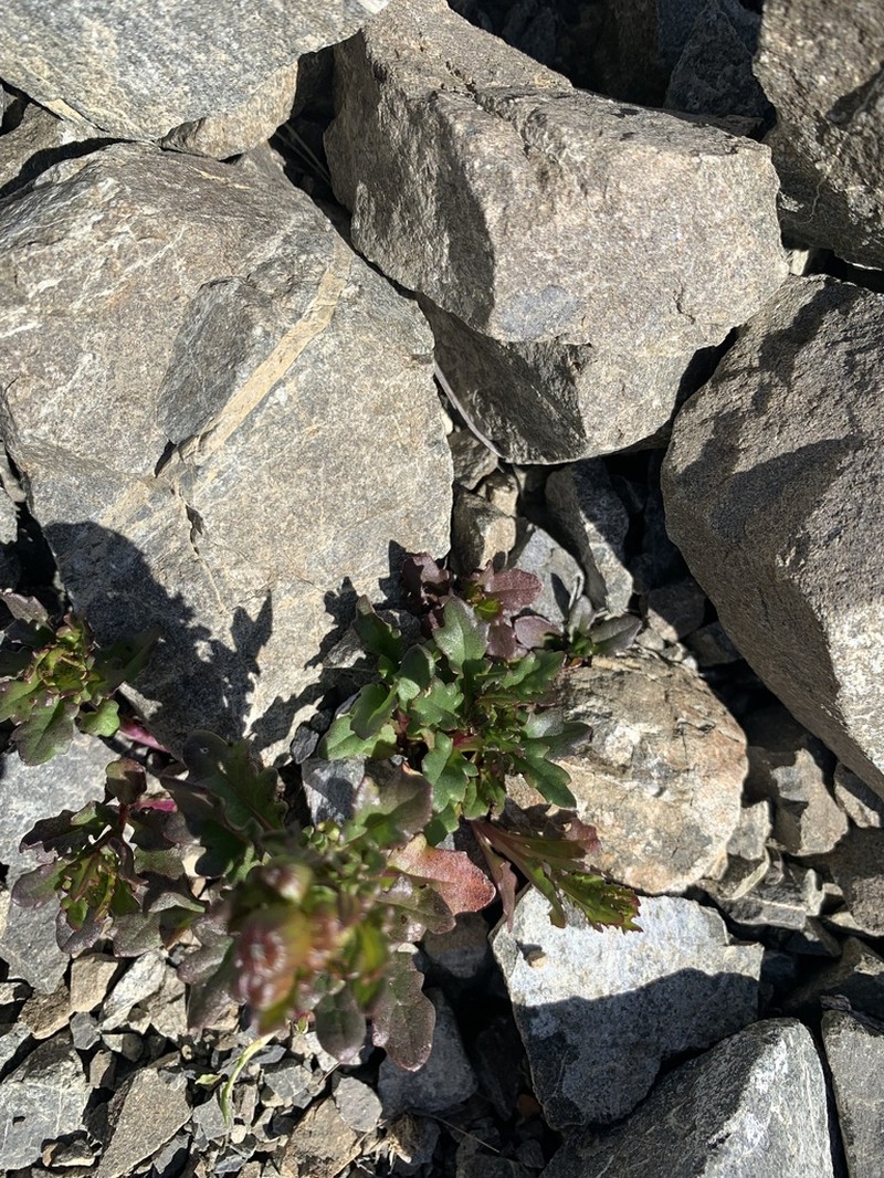 Senecio matatini photo 6