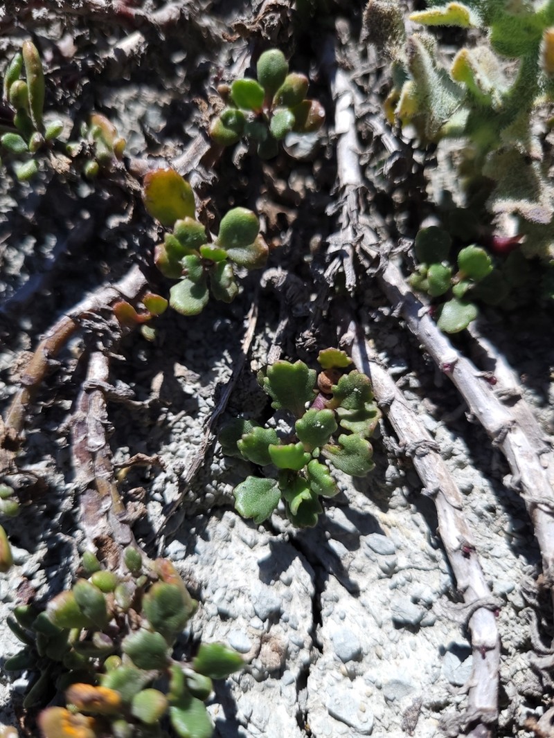 Senecio matatini photo 7