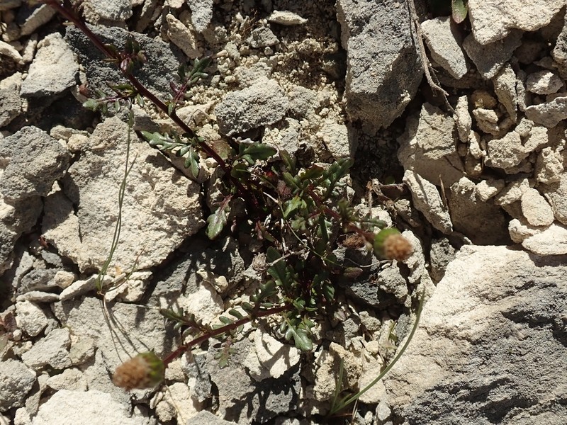 Senecio matatini photo 8