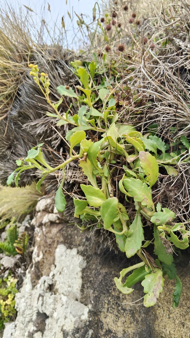 Senecio matatini subsp. basinudus