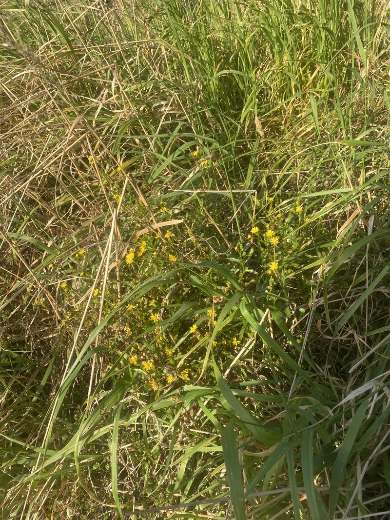 Senecio matatini subsp. basinudus photo 2
