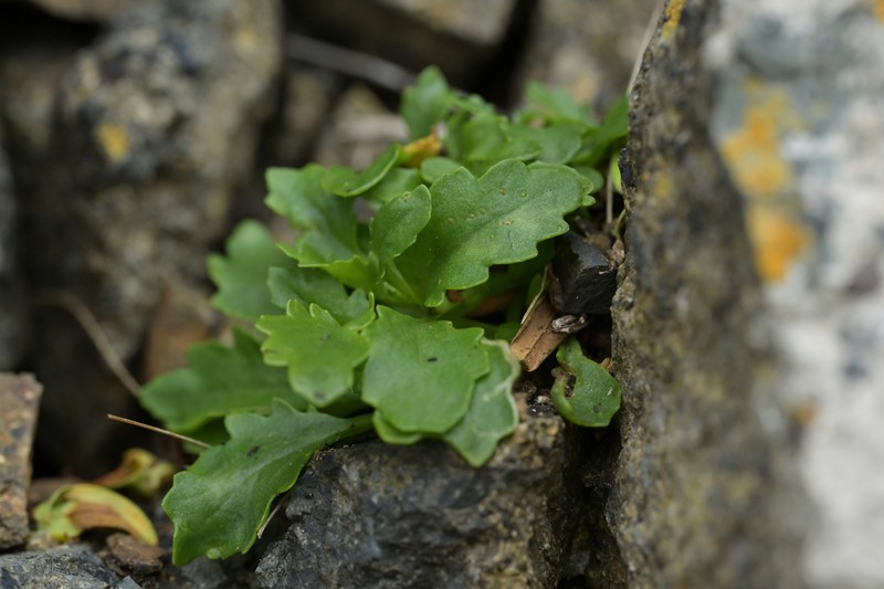 Senecio matatini subsp. basinudus photo 3