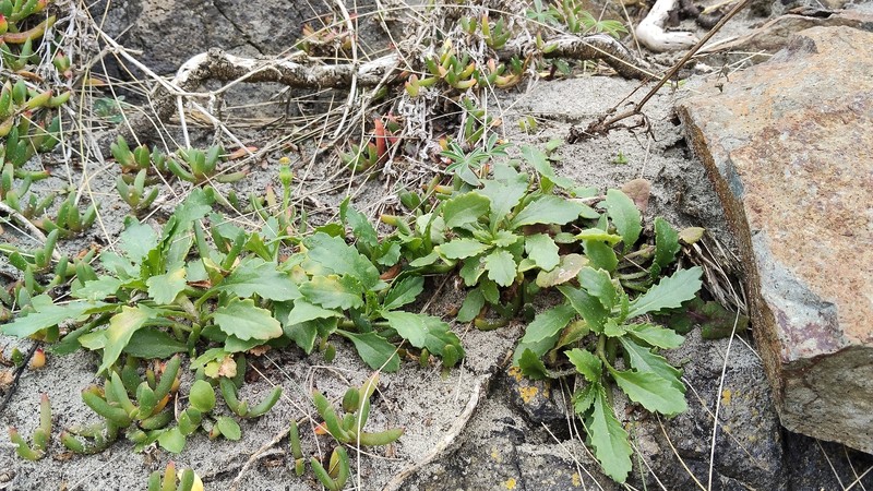 Senecio matatini subsp. basinudus photo 4
