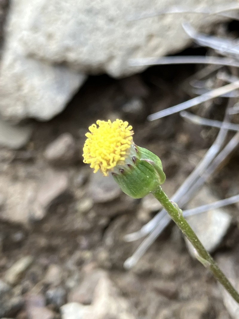 Senecio matatini subsp. discoideus
